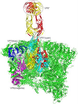 Structural Basis of Glycan Recognition of Rotavirus